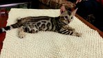 Night Fury - Bengal Cat