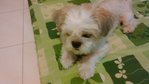 Baby - Shih Tzu Dog