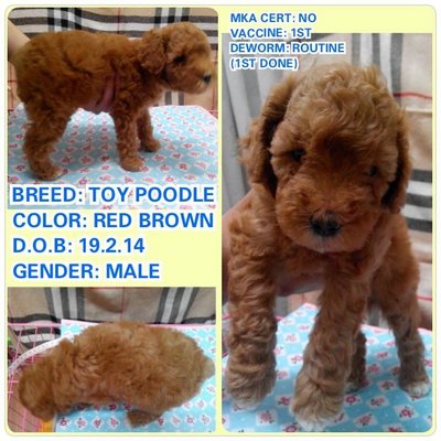 Active Toy Poodle - Poodle Dog