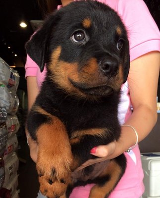 Rottweiler - Big Bone Round Head - Rottweiler Dog