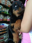 Rottweiler - Big Bone Round Head - Rottweiler Dog