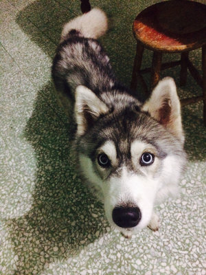 Sibe - Siberian Husky Dog