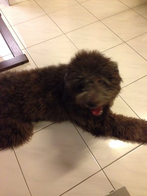 Jili Boy - Poodle Dog