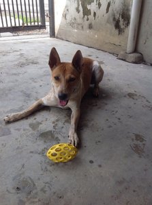 Rainbow - Rat Terrier Mix Dog