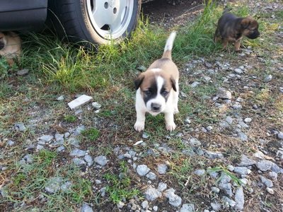 Klang Pups - Mixed Breed Dog