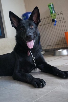 Chivas - German Shepherd Dog Dog