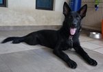 Chivas - German Shepherd Dog Dog