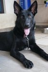 Chivas - German Shepherd Dog Dog