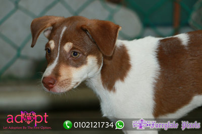 Shine - Mixed Breed Dog