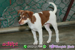 Shine - Mixed Breed Dog