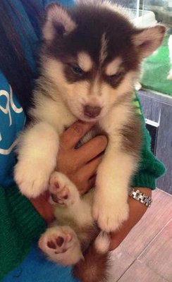 Husky - Blue Eyes And Copper Red - Husky Dog