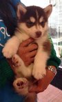 Husky - Blue Eyes And Copper Red - Husky Dog