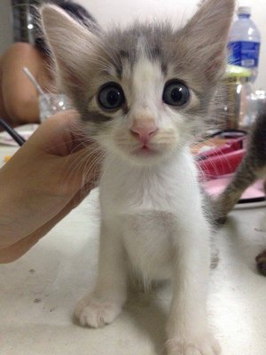 Popin - Domestic Short Hair Cat