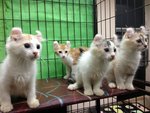 Two Pure American Curl Kitten - American Curl Cat