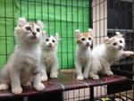 Two Pure American Curl Kitten - American Curl Cat
