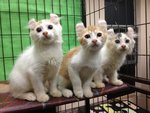 Two Pure American Curl Kitten - American Curl Cat