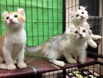 Two Pure American Curl Kitten - American Curl Cat
