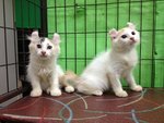 Two Pure American Curl Kitten - American Curl Cat