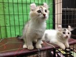 Two Pure American Curl Kitten - American Curl Cat