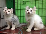 Two Pure American Curl Kitten - American Curl Cat