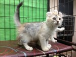 Two Pure American Curl Kitten - American Curl Cat