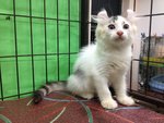 Two Pure American Curl Kitten - American Curl Cat