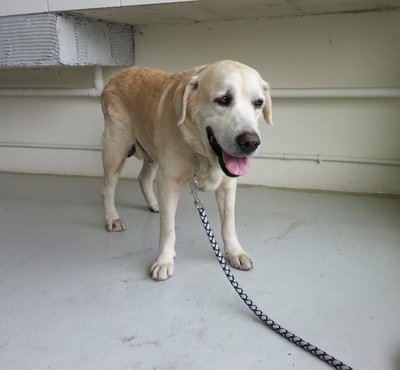 Dog Found At Bandar Mahkota Cheras - Labrador Retriever Dog