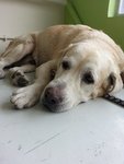 Dog Found At Bandar Mahkota Cheras - Labrador Retriever Dog