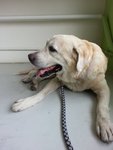 Dog Found At Bandar Mahkota Cheras - Labrador Retriever Dog