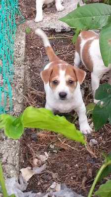 PF55516 - Jack Russell Terrier Mix Dog