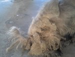 Matted fur - had one lump of tangle fur on his body