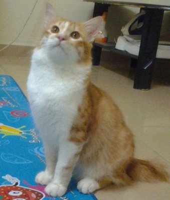 Ucu Junior - Domestic Medium Hair Cat