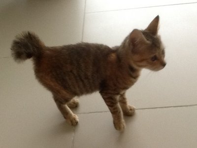 Jungle Jane - Domestic Short Hair Cat