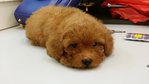 Toy Poodle (Dark Brown) - Poodle Dog