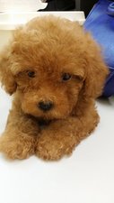 Toy Poodle (Dark Brown) - Poodle Dog