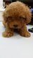 Toy Poodle (Dark Brown) - Poodle Dog