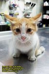 Kin-kin, The Paralyzed Kitten - Domestic Short Hair Cat