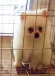 Pomm Pomm - Pomeranian Dog