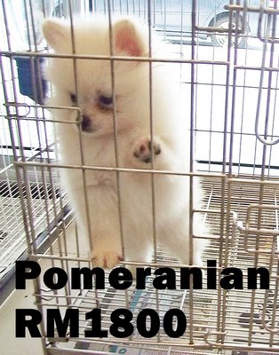 Pomm Pomm - Pomeranian Dog