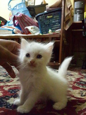 Pretty - Persian + Siamese Cat