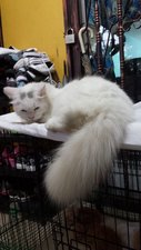 Putih - Persian Cat