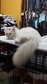 Putih - Persian Cat