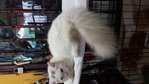 Putih - Persian Cat