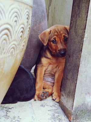 Dango - Shar Pei Mix Dog