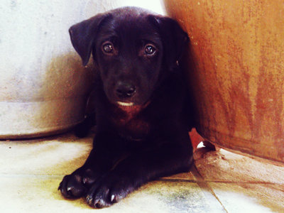 Duff - Labrador Retriever Mix Dog