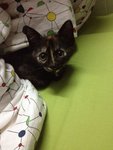 Calista - Domestic Short Hair + Tortoiseshell Cat