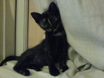 Calista - Domestic Short Hair + Tortoiseshell Cat