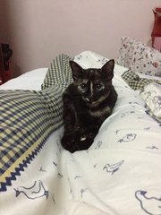 Calista - Domestic Short Hair + Tortoiseshell Cat