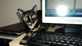 Calista - Domestic Short Hair + Tortoiseshell Cat