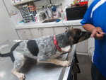 Polly - Bluetick Coonhound Mix Dog